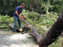 How Our Tree Care Process Works  in  Fremont, IN