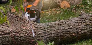 Professional Tree Services in Fremont, IN